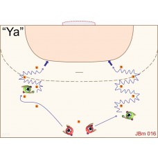 JBm016 - Juegos de balonmano