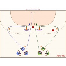 JBm030 - Juegos de balonmano