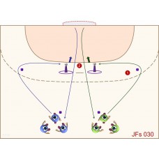 JFs030 - Juegos de fútbol - sala