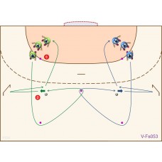 V-Fs053 - Velocidad